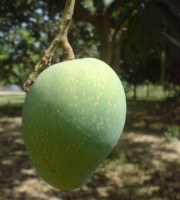 10 KG গোবিন্দভোগ আম ফর্মালিন মুক্ত (সরাসরী সাতক্ষীরার বাগান থেকে)